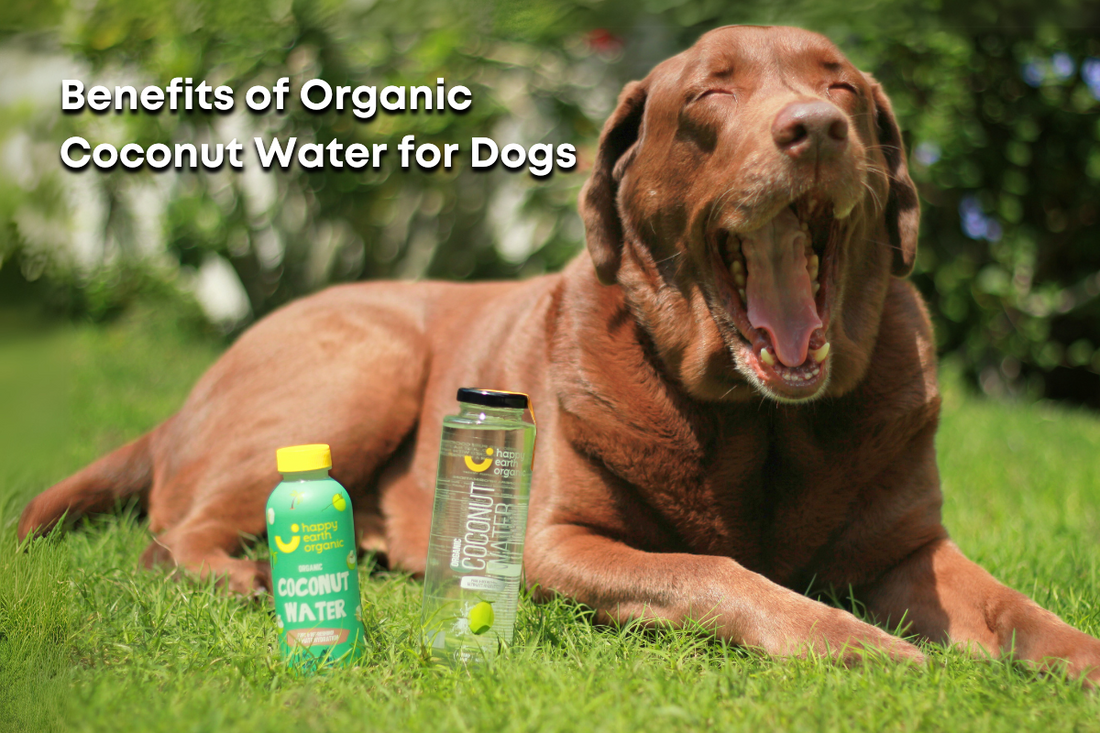 Benefits of Organic Coconut Water for Dogs