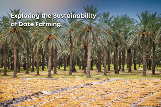 Exploring the Sustainability of Date Farming